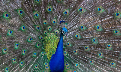 Fototapeta na wymiar Beautiful photo of a vibrant and striking free ranging Peacock