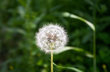 Closed Bud of a dandelion in green grass.