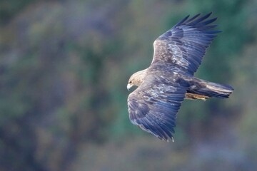 グリーンバックに獲物を探して悠然と飛ぶイヌワシ