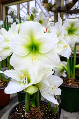 Amaryllis plant with white flowers, and green centers, in full bloom, preparing for a holiday celebration
