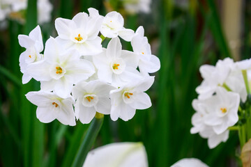 Obraz premium Fragrant Paperwhite Narcissus plants in full bloom, preparing for a winter holiday celebration 