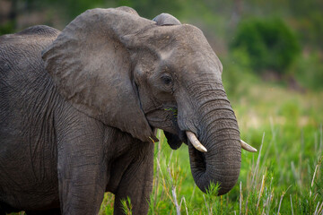 African bush elephant or African savanna elephant (Loxodonta africana) feeding. Mpumalanga. South Africa.