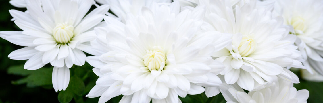 Bright white flowers of Chrysanthemum plant in full bloom, closeup as a nature background
