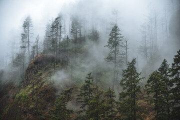 Cloudy Forest on Wahclella Falls Hike In Hood River, Oregon 