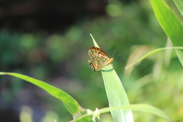 葉の上で休むベニシジミの蝶々