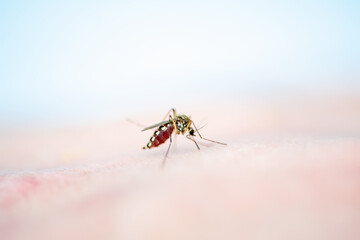 Encephalitis, Yellow Fever, Malaria or Zika Virus Infected Mosquito Insect Macro