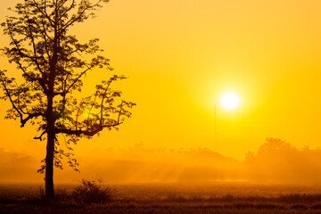 View of silhouette field with sunrise and lonely tree,  countryside Chiangmai province  Thailand