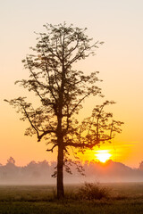 Fototapeta na wymiar View of silhouette field with sunrise and lonely tree, countryside Chiangmai province Thailand