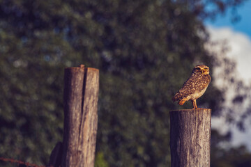 Coruja / owl