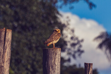 Coruja / owl