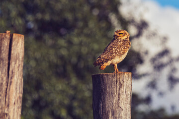 Coruja / owl