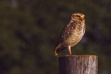 Coruja / owl