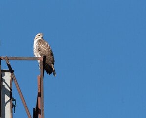 Falcon