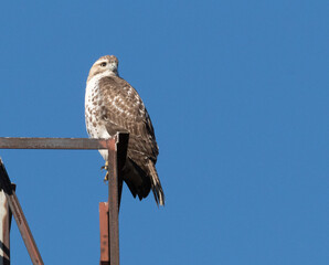 Falcon