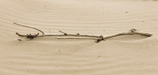 dry tree branch on the sand