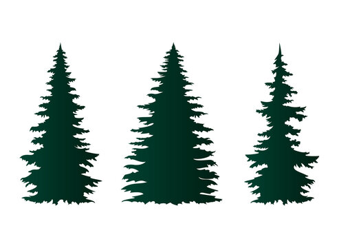 Spruce trees isolated on white.