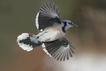 Blue Jays in winter flying and landing and taking off doing acrobatic poses in midair. Some have seeds in their mouths from a bird feeder on an overcast winter day