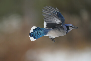 Blue Jays in winter flying and landing and taking off doing acrobatic poses in midair. Some have seeds in their mouths from a bird feeder on an overcast winter day