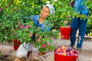 Fototapeta premium Woman farmer picks ripe plums in the garden. Harvesting plums in the orchard