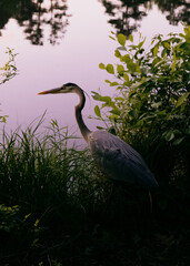 great heron