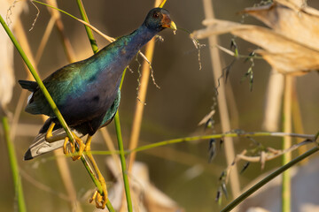 Purple Gallinue Perching in Brown Weeds in Marsh