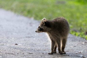 Obraz premium Raccoon on Path Near Grass Profile View