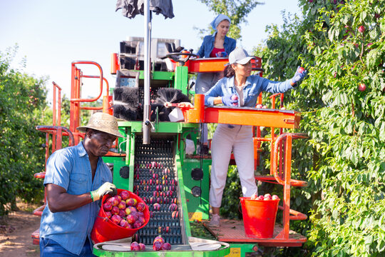 Three workers harvesting plums on fruit plantation. They're using special sorting and cleaning machinery.