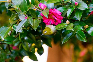 サザンカの花びらにぶら下がっているメジロ