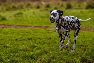  2021-12-05 DALMATION WITH BRIGHT EYES RUNNING ACROSS A LUSH GREEN FIELD IN REDMOND WASHINGTON