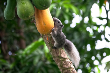 Squirrel on the papaya tree.