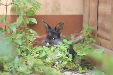 rabbit in the grass