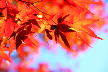 モミジの紅葉