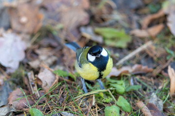portrait of a curious tit