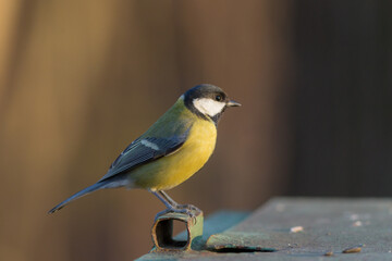 sitting tit close up