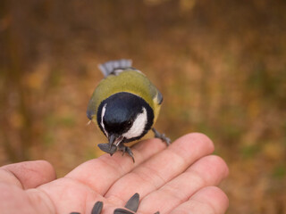 titmouse eats seeds