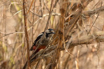 portrait of a woodpecker