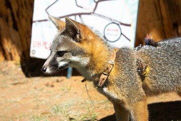 Zorro rojo en pacio abierto al asecho