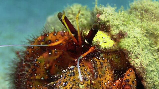 White-spotted hermit crab in a overgrown carapace, close-up shot of stalk eyes, pan to claws