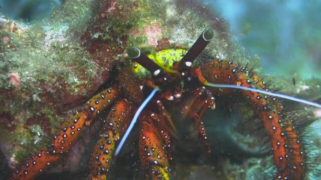 White-spotted hermit crab feeding on seagrass or algae, close-up shot of milling tools and claws