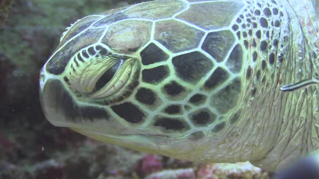 hawksbill turtle being cleaned by bluestreak cleaner wrasse, close-up shot of turtle's head