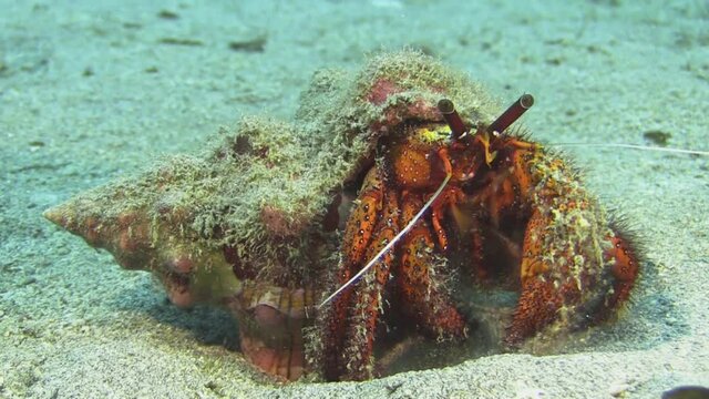 white-spotted hermit crab scanning sand for food, medium shot during daylight showing all body parts