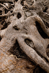 Large Tree Root On Driftwood Beach, Jekyll Island, Georgia, USA