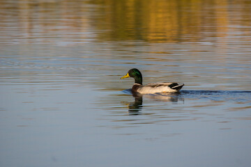 Mallard (Anas platyrhynchos)
