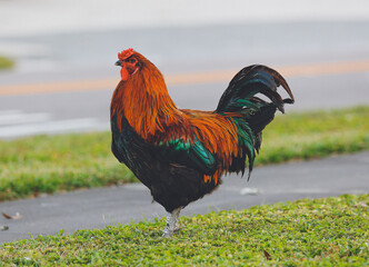 Chicken near the road
