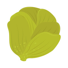cabbage fresh icon