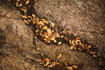 Fall leaves in the forest during the autumn season in Ontario, Canada.