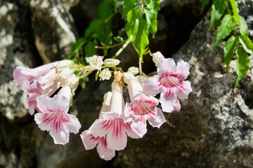 pink and white flowers