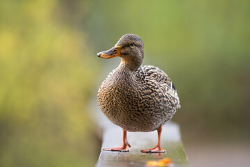 Female Mallard