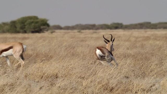 Wide shot of springboks chasing each other through the dry grassland of the Kalahari.