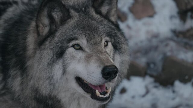 Grey Wolf (Canis lupus) in winter - close up shot